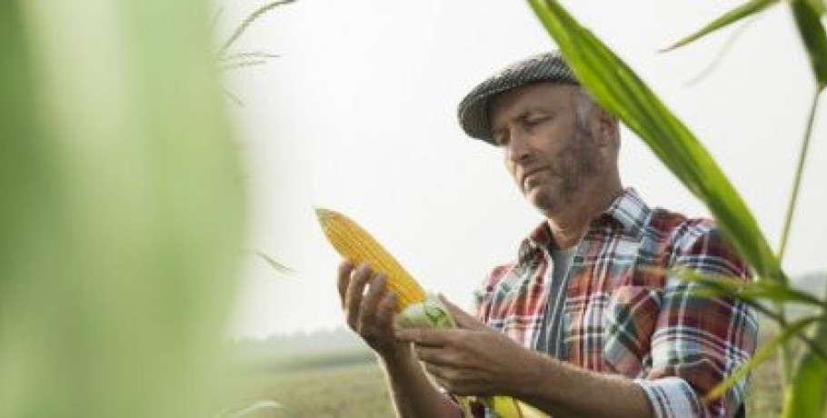 Τροποποιήσεις στους όρους για τις συνδεδεμένες ενισχύσεις αραβόσιτου, ρυζιού και οσπρίων