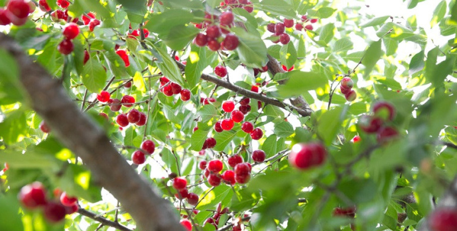 ΕΛΓΑ: Πληρωμές τη Μεγάλη Τρίτη 7 Απριλίου – Στο μικροσκόπιο το κεράσι για το σχέδιο αποζημιώσεων