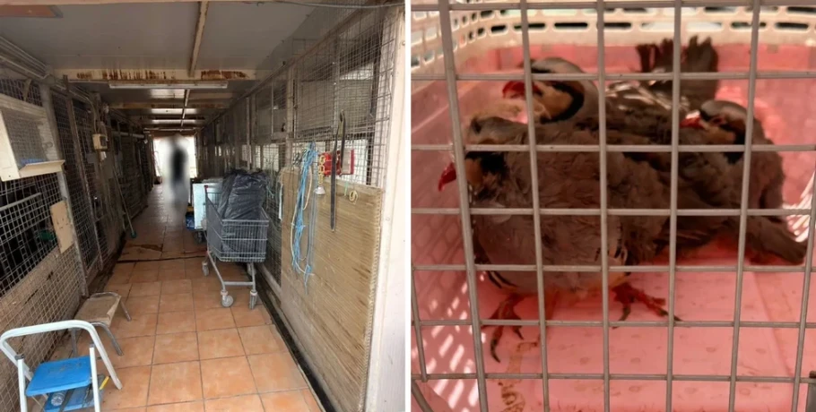 Στην πολυκατοικία που στεγάζεται ο ΕΦΕΤ στους Αμπελόκηπους είχε στήσει μια ολόκληρη φάρμα Αρχιτέκτονας