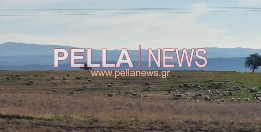 Ευλογιά προβάτων: Έχουν θανατωθεί 486.300 ζώα