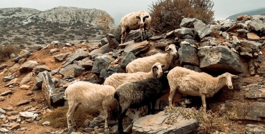 Νεκρά πρόβατα εντοπίστηκαν σε πλαγιά στην Πτελέα Κοζάνης