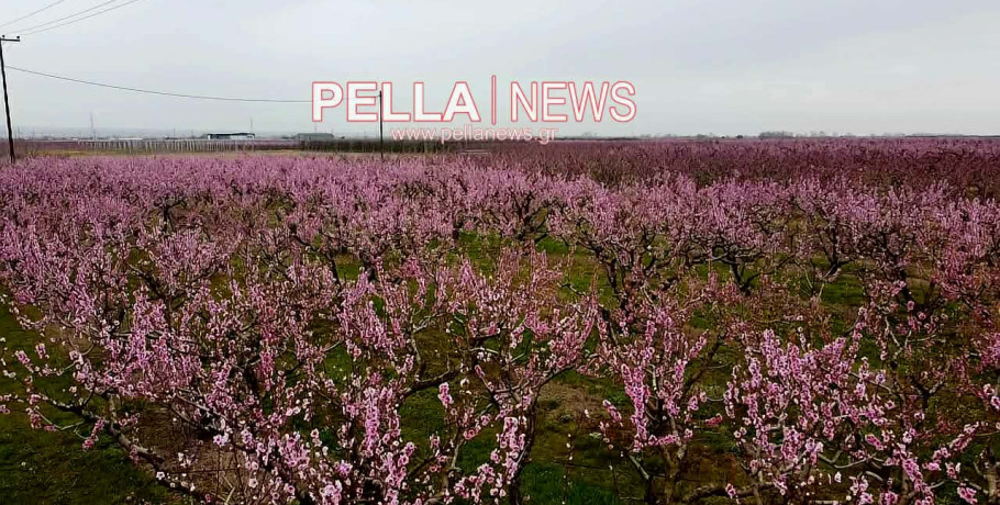 Η ανθισμένη Πέλλα από ψηλά: εικόνες drone σηματοδοτούν την έναρξη της άνοιξης