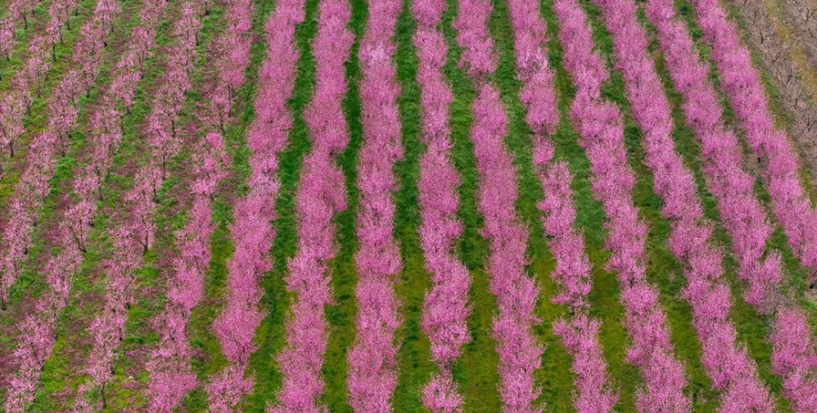 Το «ελληνικό χανάμι», ένα ροζ χαλί απλώνεται στα χωράφια: Χιλιάδες συρρέουν για να θαυμάσουν τις ανθισμένες ροδακινιές