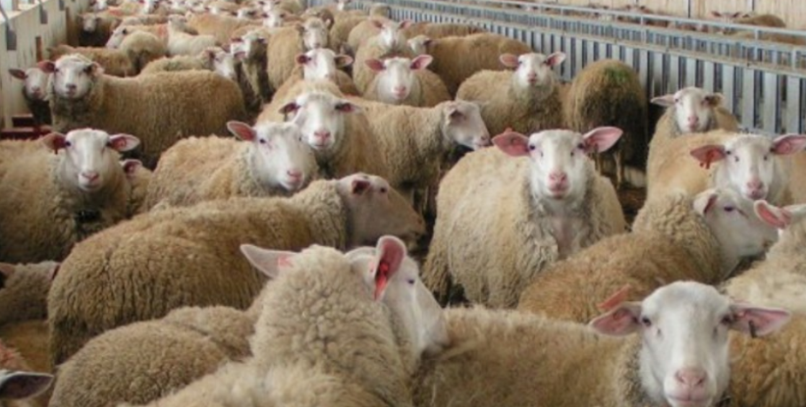 Ευλογιά αιγοπροβάτων 2026:  Στην επέκταση των μέτρων Πέλλα και Ημαθία