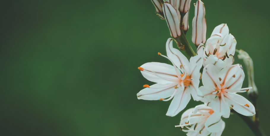 Κι όμως, τα φυτά ακούνε