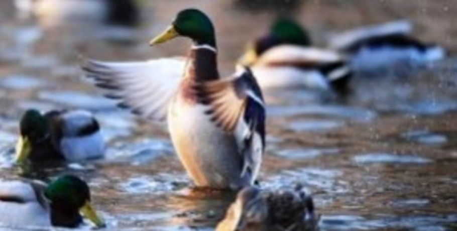 Πέλλα: Πάπια…Πεκίνου!