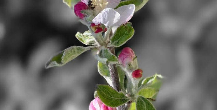 «Γροθιά στο θανατικό των καιρών»: Το ηχηρό αναστάσιμο μήνυμα του Μητροπολίτη Καλαμαριάς Ιουστίνου