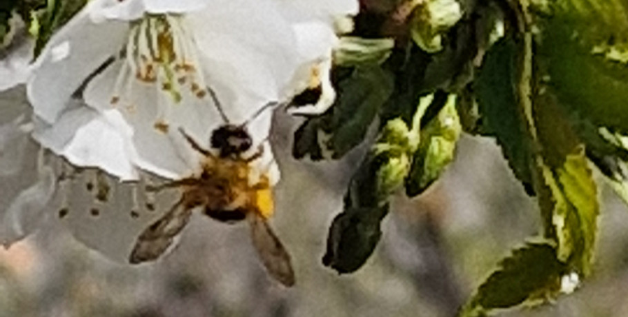 Η﻿ σοφία της φύσης και η ευθύνη του ανθρώπου