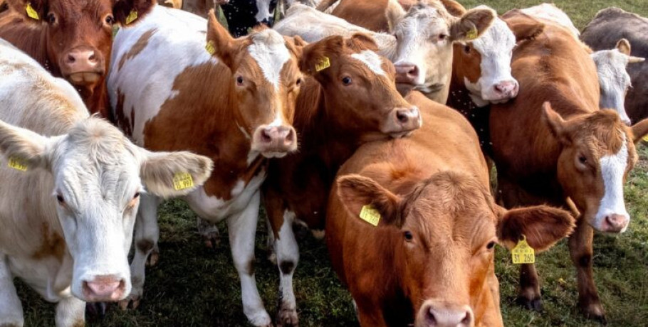 Κτηνοτρόφοι Μυτιλήνης: Να σταματήσουν οι σφαγές ολόκληρων των κοπαδιών και να ξεκινήσει άμεσα πρόγραμμα εμβολιασμού