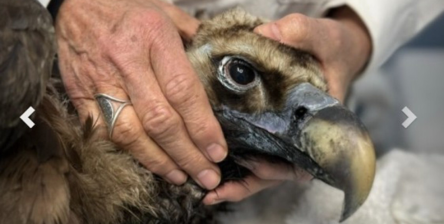 Ο μαυρόγυπας «Ιωάννα» επέστρεψε στη Δαδιά και ανανέωσε την ελπίδα