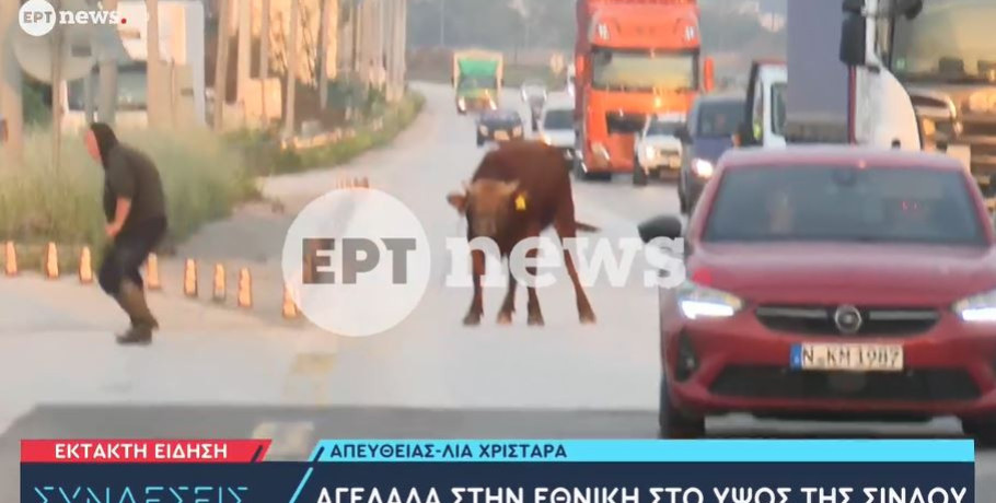 Θεσσαλονίκη : Αγελάδα έκανε βόλτες στην εθνική ανάμεσα σε αυτοκίνητα