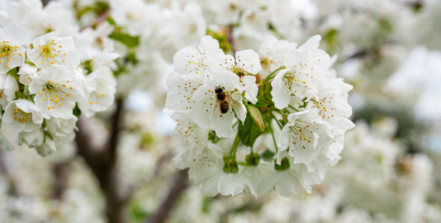 Οι Κερασιές θα ανθίσουν και φέτος στην Έδεσσα, την Βεγορίτιδα & την Ορεινή Πέλλα