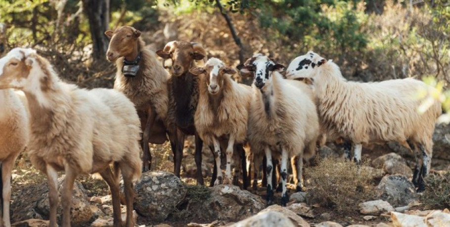 43 κρούσματα αφθώδους πυρετού σε 54 εκτροφές της Λέσβου