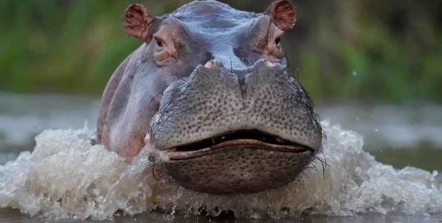 Κανείς δεν θέλει τους ιπποπόταμους του Πάμπλο Εσκομπάρ: Η ευθανασία ως μόνη λύση, η οικολογική απειλή και οι ακτιβιστές που αντιδρούν