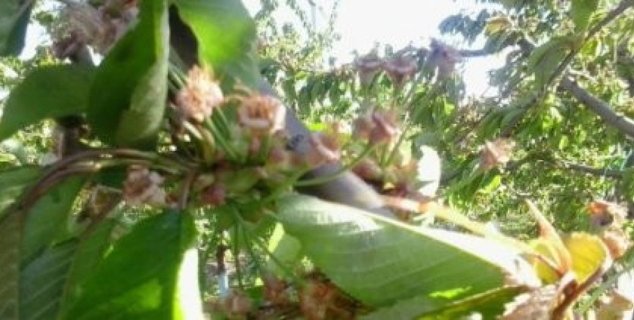 Εν αναμονή εξουσιοδότησης από το ΥΠΑΑΤ οι αποζημιώσεις ΕΛΓΑ για τους παραγωγούς κερασιών της Αγιάς