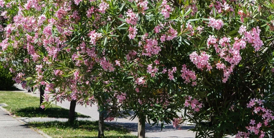 «Πόλεμος» για το ξήλωμα της πικροδάφνης από τα σχολεία