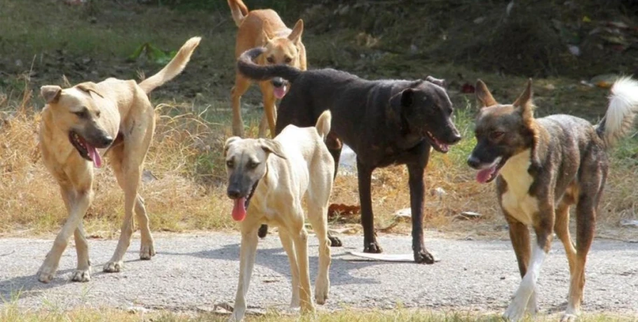 Κτηνωδία στην Χαλκιδική με μαζική δηλητηρίαση 21 σκύλων