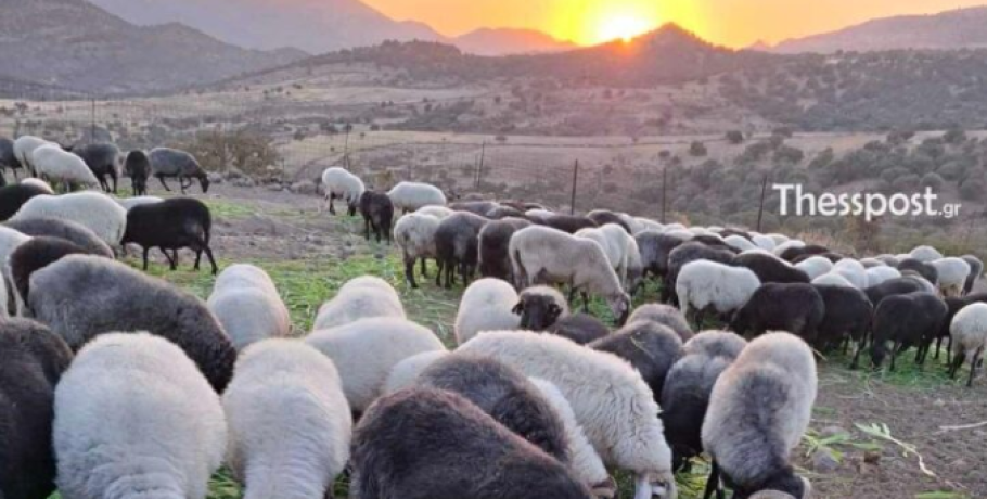 Αφθώδης πυρετός-Λέσβος: Σε απόγνωση οι κτηνοτρόφοι που έχασαν τα κοπάδια τους – «Ντρεπόμουν να κοιτάξω τα ζώα στα μάτια»