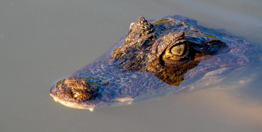 Σοκ στη Γαλλία: Νεκρός κροκόδειλος με αλυσίδες και βαρίδια εντοπίστηκε σε κανάλι