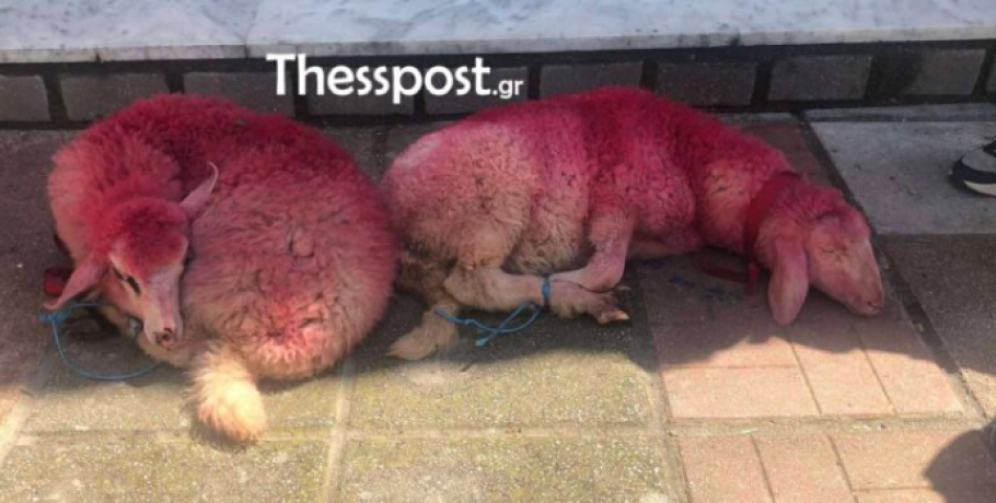 Εικόνες ντροπής στο Καλοχώρι: Έδεσαν αρνάκια και τα έβαψαν κόκκινα έξω από εκκλησία στο όνομα… εθίμου (ΦΩΤΟ+VIDEO)