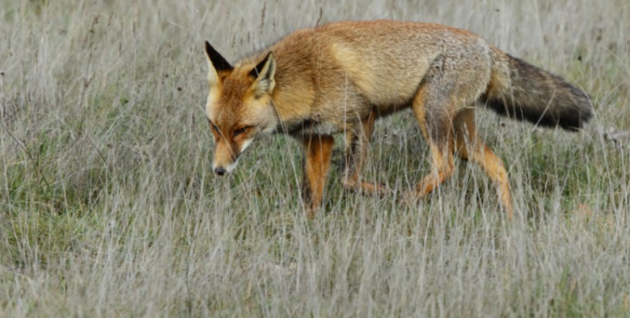 Έναρξη του εαρινού προγράμματος 2026 για τον αντιλυσσικό εμβολιασμό των ζώων της άγριας πανίδας