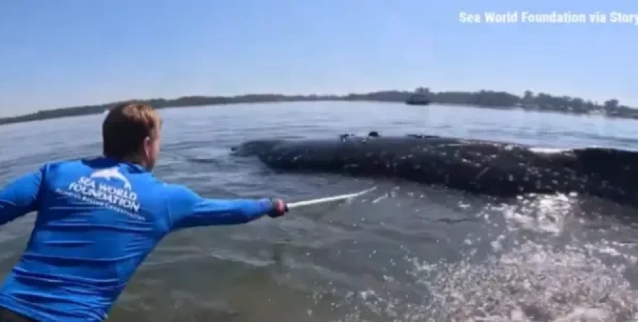 24ωρη επιχείρηση διάσωσης στην Αυστραλία: Φάλαινα 12 τόνων εγκλωβίστηκε σε ρηχά νερά