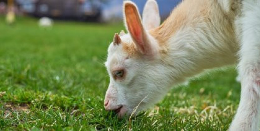 Πληρωμές εξισωτικών από την ΑΑΔΕ, συνολικού ύψους ποσού 19,8 εκατομμυρίων ευρώ σε 57.000 αγρότες