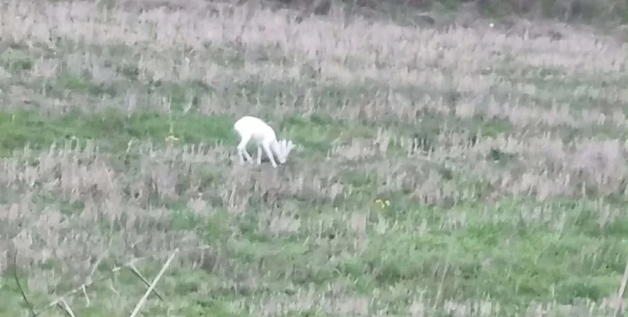 Ημαθία: Εμφανίστηκαν δύο αλμπίνο ζαρκάδια – “Σπάνιο φαινόμενο, δυστυχώς είναι εύκολος στόχος για θηρευτές” –Δείτε βίντεο