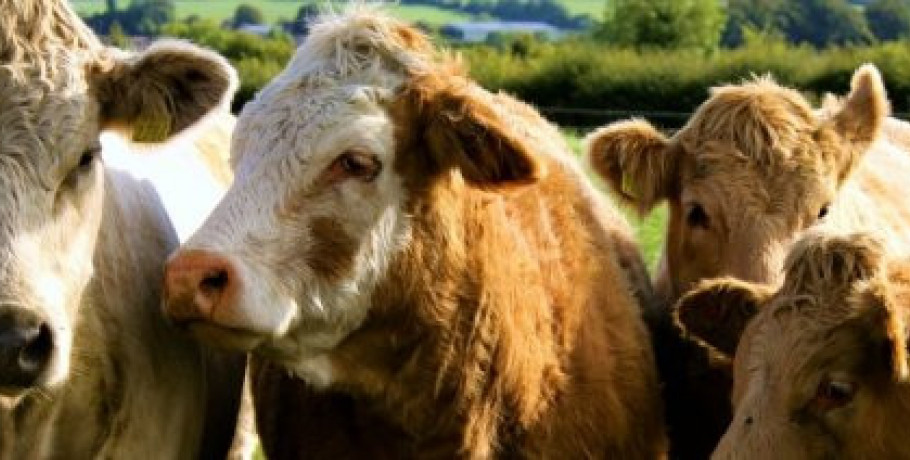 Καμπανάκι της Ομοσπονδίας Αγροτικών Συλλόγων Έβρου για πρόληψη αφθώδους πυρετού από Τουρκία