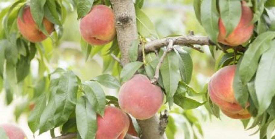Με πρόσχημα την ποιότητα των βιομηχανικών ροδάκινων οι βιομηχανίες πιέζουν το αγροτικό εισόδημα