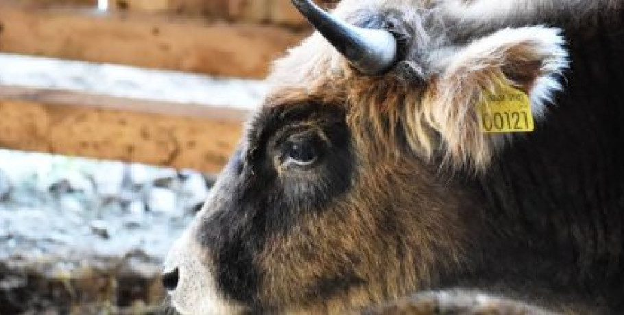 Καταβλήθηκαν 22,7 εκατ. ευρώ για αποζημιώσεις κτηνοτρόφων λόγω ευλογιάς και αφθώδους πυρετού