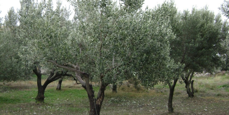 Πωλείται χωράφι έξω από τα Σεβαστειανά