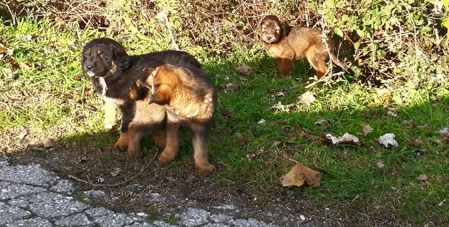 Υπογράφηκε έργο ύψους 3,5 εκατ. ευρώ για το διαδημοτικό καταφύγιο αδέσποτων ζώων στην Καρδίτσα