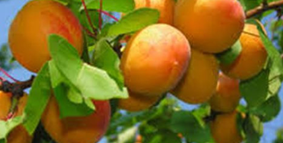 Περιφερειακή Ενότητα Πέλλας - Δήμος Σκύδρας- Ημερίδα : «Η καλλιέργεια της Βερικοκιάς στην Περιφερειακή Ενότητα Πέλλας »