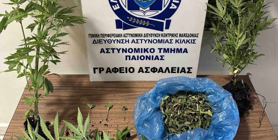 Σύλληψη για καλλιέργεια δενδρυλλίων κάνναβης
