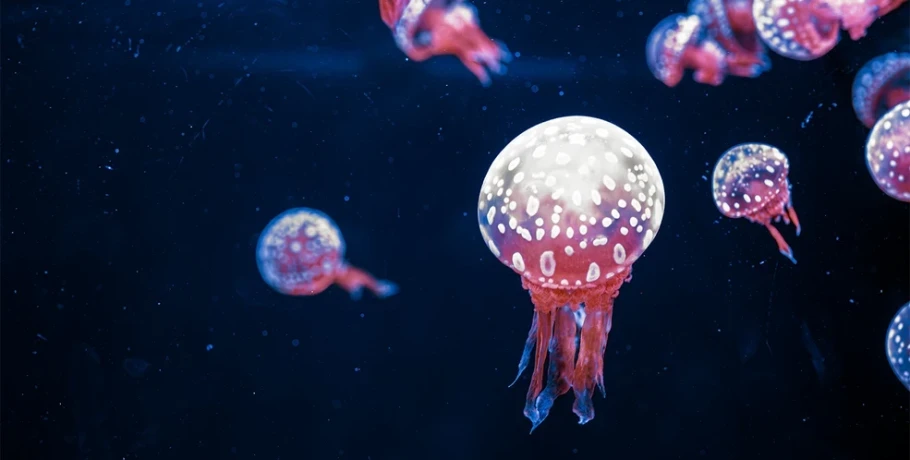 Γιατί ο Ευβοϊκός γέμισε με μωβ και καφέ μέδουσες – Τι λένε οι ειδικοί