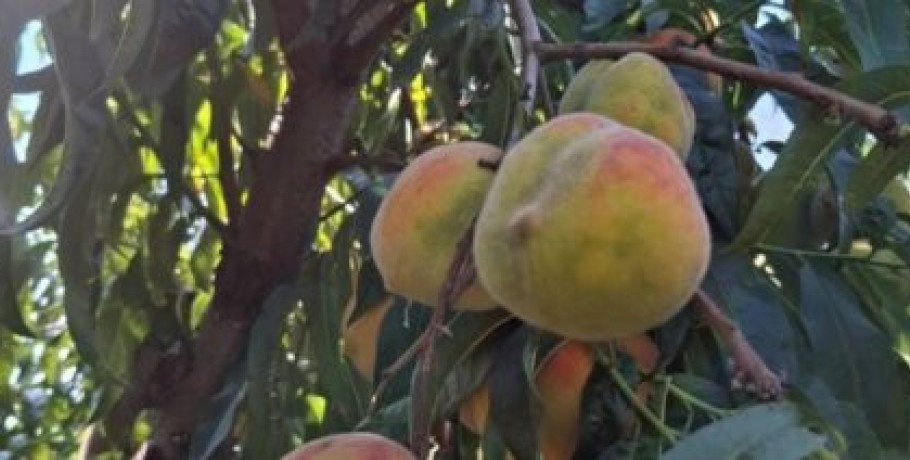 Την Δευτέρα στο ΥΠΑΑΤ οι δενδροκαλλιεργητές για τα σοβαρά προβλήματα που αντιμετωπίζουν