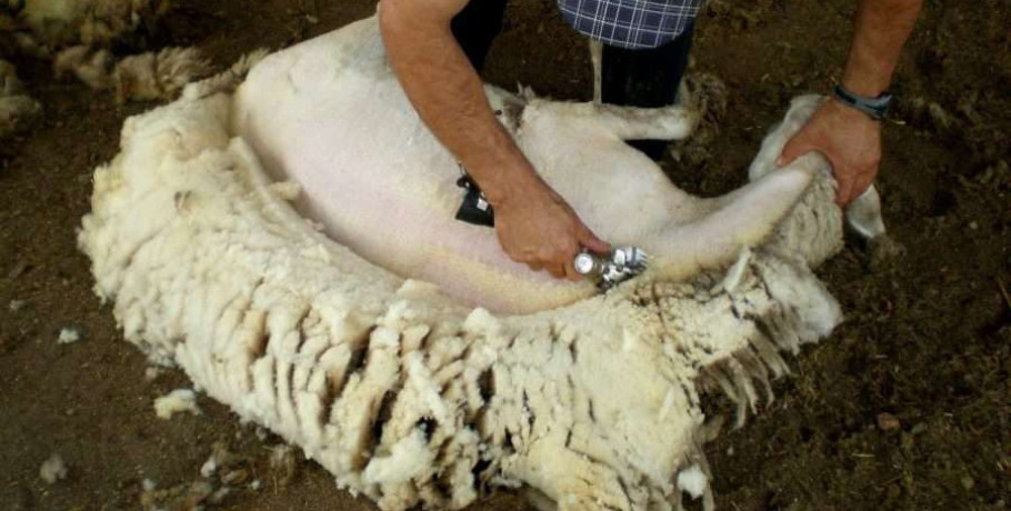 Ανακοίνωση της Διεύθυνσης Κτηνιατρικής της ΠΚΜ για τα μέτρα βιοασφάλειας στη διαδικασία της κουράς προβάτων και αιγών