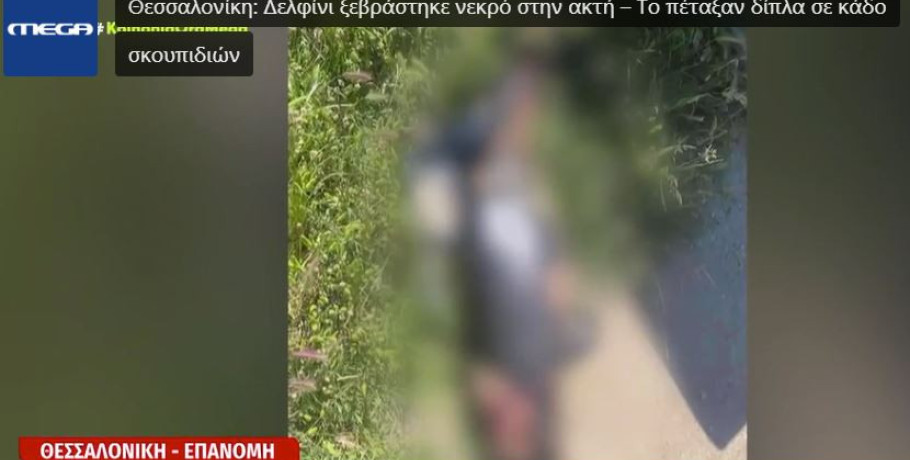 Θεσσαλονίκη: Δελφίνι ξεβράστηκε νεκρό στην ακτή – Το πέταξαν δίπλα σε κάδο σκουπιδιών