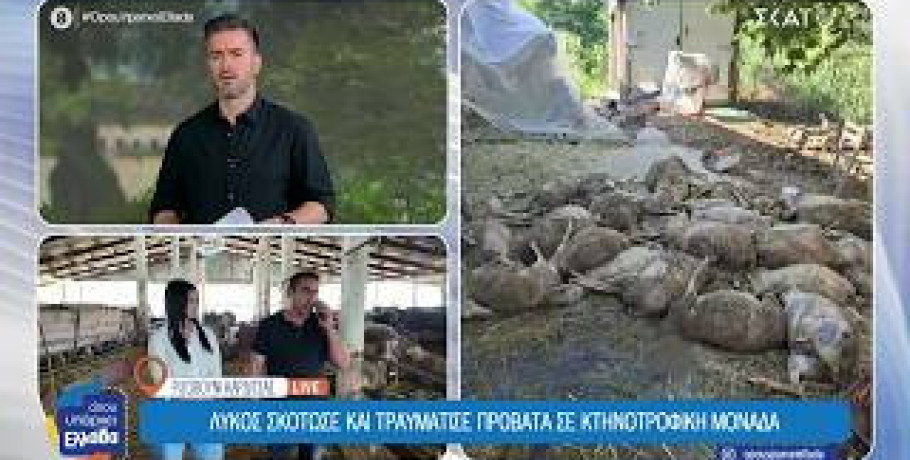 Καρδίτσα: Λύκοι «σκορπούν» τον φόβο στο Ριζοβούνι – Επιθέσεις σε κοπάδια και αυλές κατοικιών