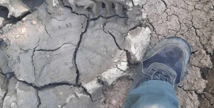 Εμφάνιση αρκούδας στα χωράφια με κεράσια στο Θεοδωράκι Αλμωπίας