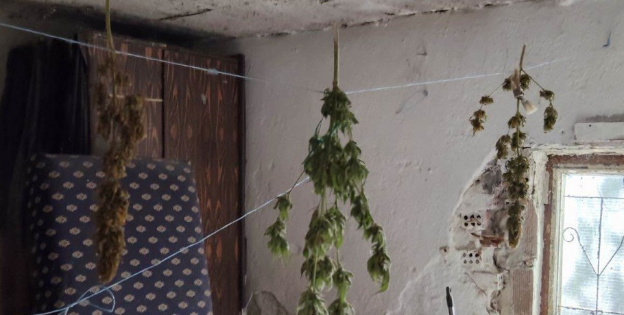 Συνελήφθη ένα άτομο στην Ημαθία για καλλιέργεια δενδρυλλίων κάνναβης