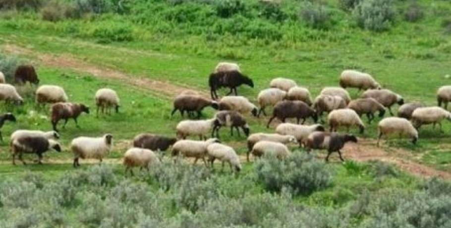 Αθ. Καββαδάς για τη Λέσβο: Αποκαταστάθηκαν 9 χώροι υγειονομικής ταφής και ενισχύονται τα μέτρα βιοασφάλειας στο νησί