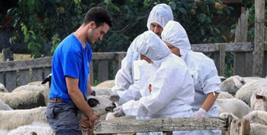 Ανησυχία στον κτηνοτροφικό κόσμο της Λέσβου από νέα κρούσματα αφθώδους πυρετού
