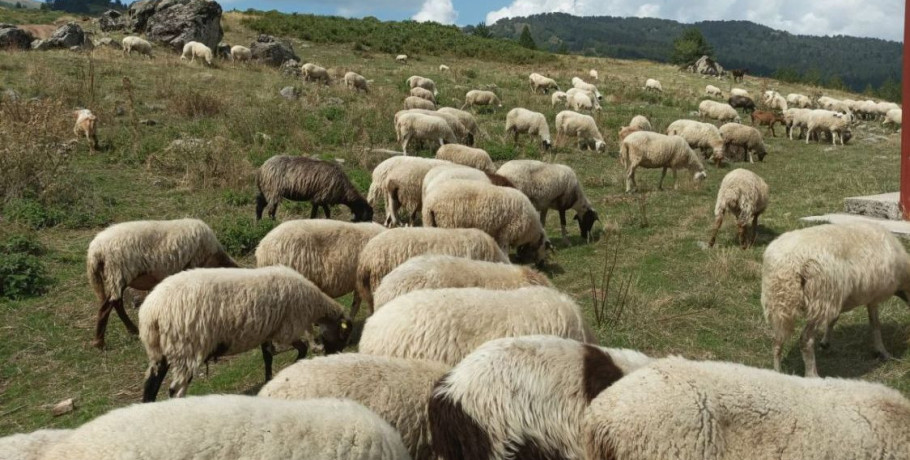 ΠΕ Πέλλας -«Προστασία, διατήρηση και βελτίωση των γενετικών πόρων στην κτηνοτροφία» του Στρατηγικού Σχεδίου Κοινής Αγροτικής Πολιτικής (ΣΣ ΚΑΠ) 2023-2027