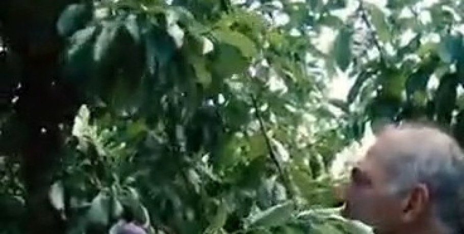 Στα αζήτητα τα δαμάσκηνα στους Γαλατάδες Πέλλας – Σε απόγνωση οι παραγωγοί