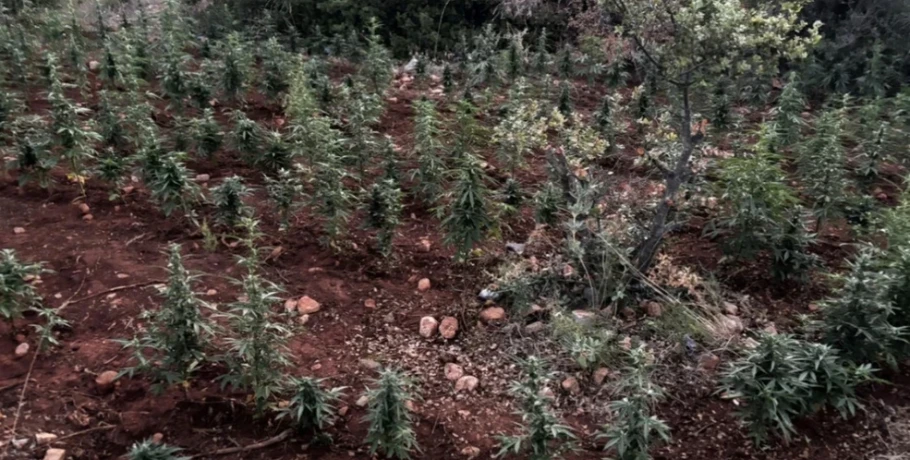 Φυτεία με πάνω από 1.500 δενδρύλλια κάνναβης στη Βοιωτία – Συνελήφθησαν 8 άτομα