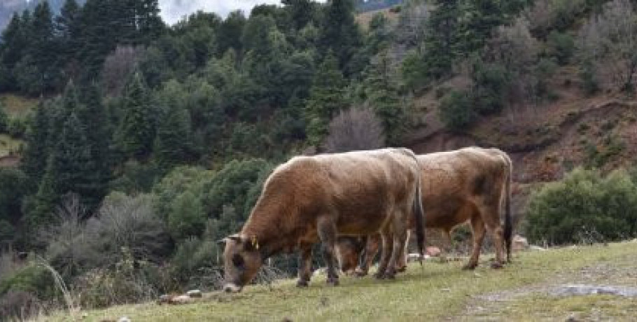 Έως τις 10 Αυγούστου αιτήσεις για προστασία, διατήρηση και βελτίωση των γενετικών πόρων στην κτηνοτροφία