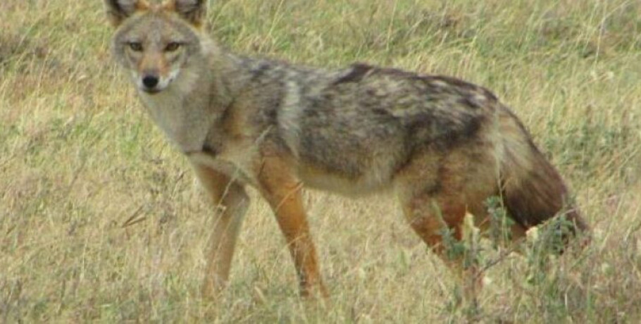 Τρόμος στη Θεσσαλονίκη: Άγρια επίθεση από τσακάλι σε 4χρονο κοριτσάκι – Το δάγκωσε στο πρόσωπο και το έσερνε από την πλάτη