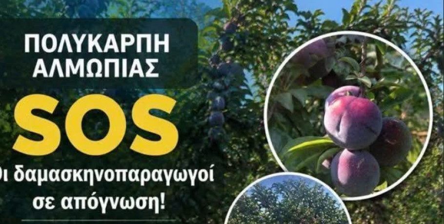 SOS από την Πολυκάρπη Αλμωπίας: Στα δέντρα και στο έδαφος σαπίζουν τα δαμάσκηνα – Σε απόγνωση οι παραγωγοί